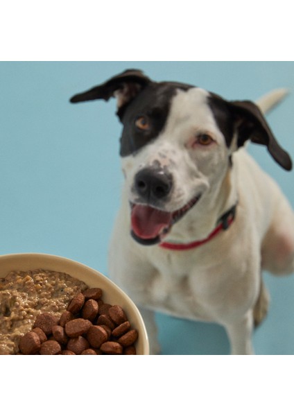 Yetişkin Köpek Maması 15 kg + Dana Etli Kito Fresh x 6 fırsatları