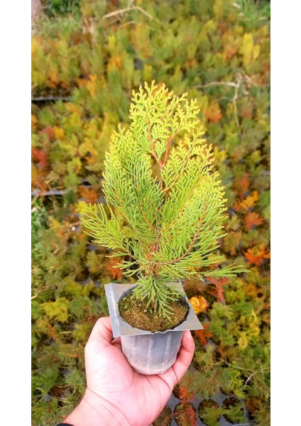 Altuni Mazı Fidanı 20-30 cm - Sarı Çit Bitkisi