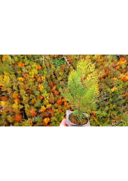 Altuni Mazı Fidanı 20-30 cm - Sarı Çit Bitkisi