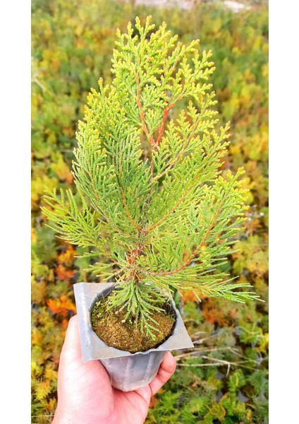 Altuni Mazı Fidanı 20-30 cm - Sarı Çit Bitkisi