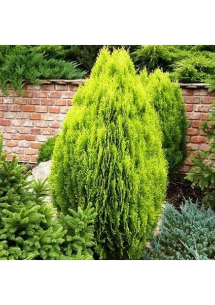 Altuni Top Mazı Thuja Orientalis Aurea Compacta Nana 5 Adet