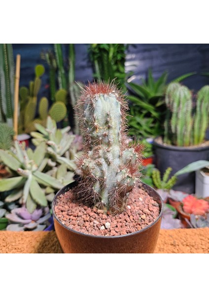 Cereus Peruvianus Monstrosus 12,5 cm Boyutunda Kaktüs