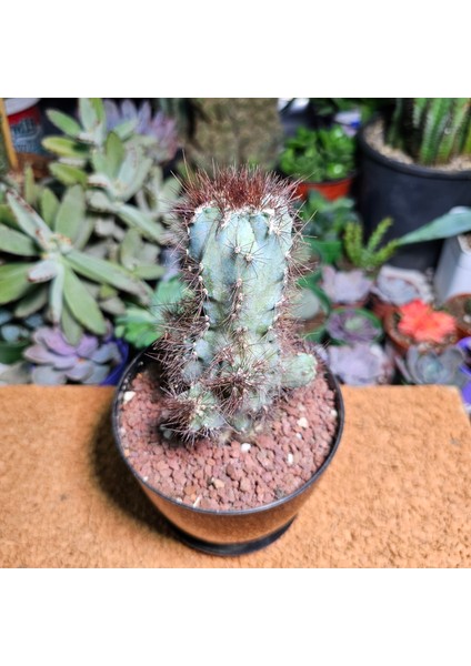 Cereus Peruvianus Monstrosus 12,5 cm Boyutunda Kaktüs