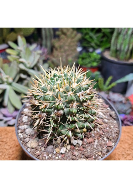 Parodia Mammulosa Ssp Submammulosa Kaktüs