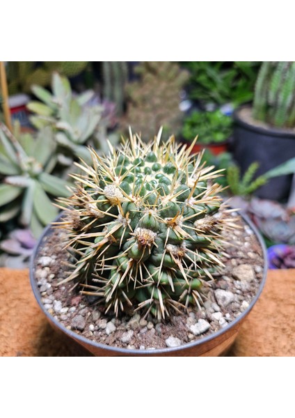 Parodia Mammulosa Ssp Submammulosa Kaktüs