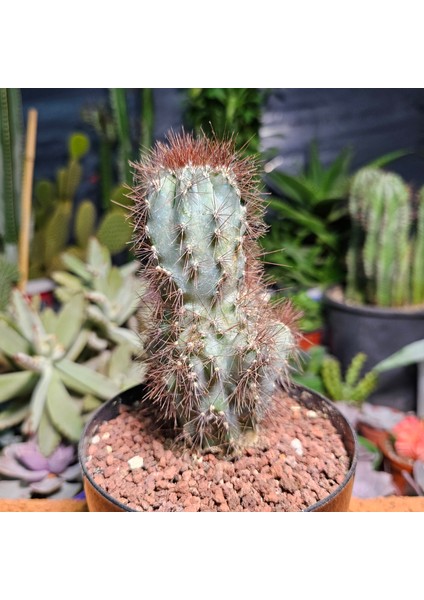 Cereus Peruvianus Monstrosus 12,5 cm Boyutunda Kaktüs