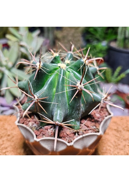 Ferocactus Latispinus 10 cm Çapında Özel Tür