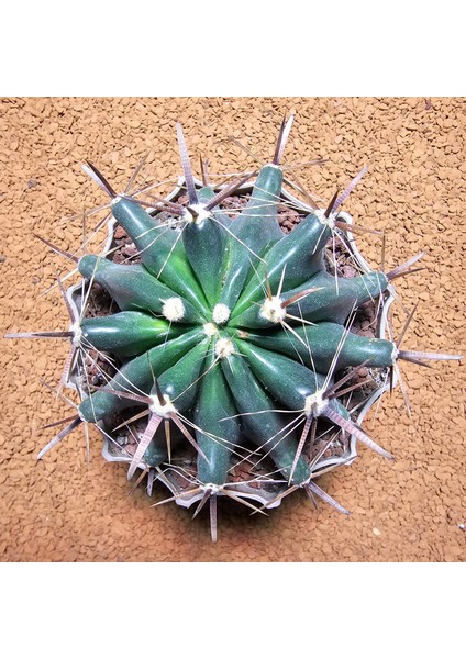 Ferocactus Latispinus 10 cm Çapında Özel Tür