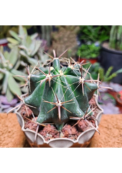 Ferocactus Latispinus 10 cm Çapında Özel Tür