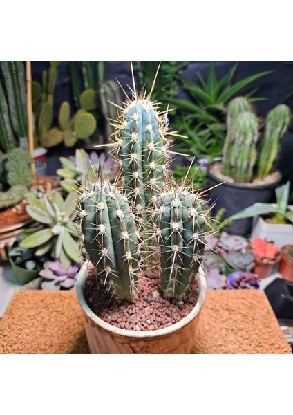 Stetsonia Coryne 3 Lü Özel Tür Kaktüs