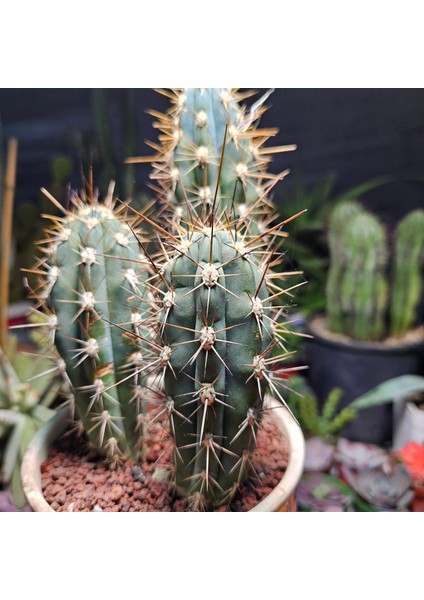 Stetsonia Coryne 3 Lü Özel Tür Kaktüs