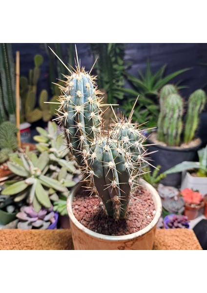 Stetsonia Coryne 3 Lü Özel Tür Kaktüs