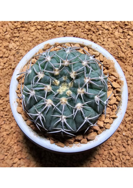 Gymnocalycium Spegazzini 4,5 cm Boyutunda Özel Tür