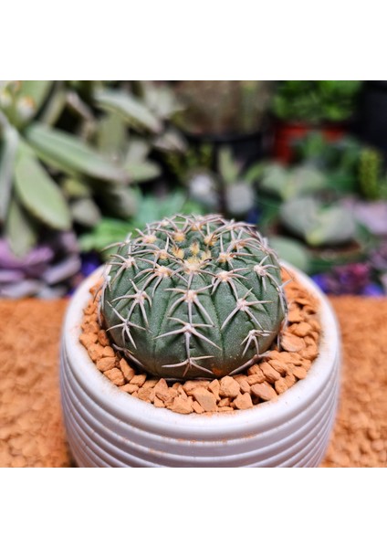 Gymnocalycium Spegazzini 4,5 cm Boyutunda Özel Tür