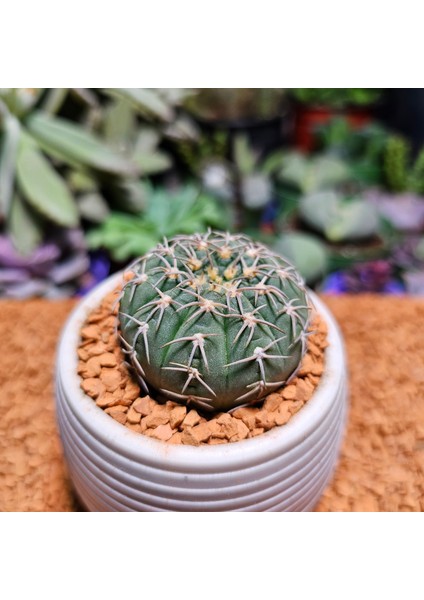 Gymnocalycium Spegazzini 4,5 cm Boyutunda Özel Tür