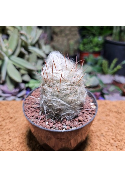 Oreocereus 7 cm Boyutunda Özel Tür Kaktüs modelleri