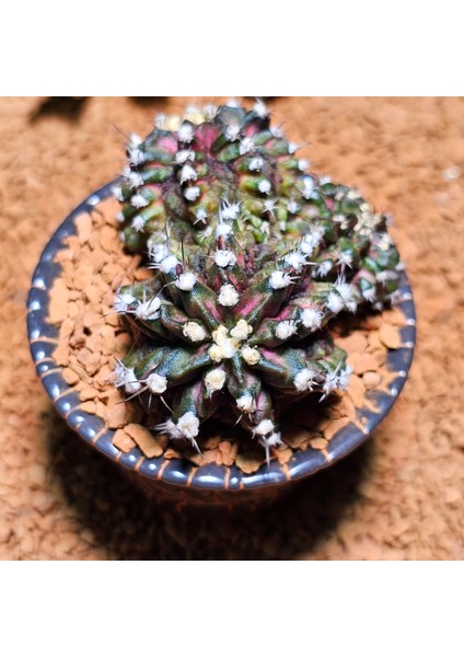 T-Rex Gymnocalycium Koleksiyonluk Özel Tür Kaktüs fiyatları