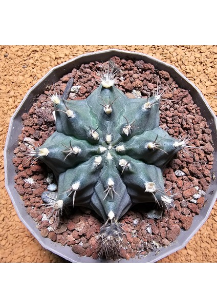 Gymnocalycium Stenopleurum 7,5 cm Boyutunda Özel Tür