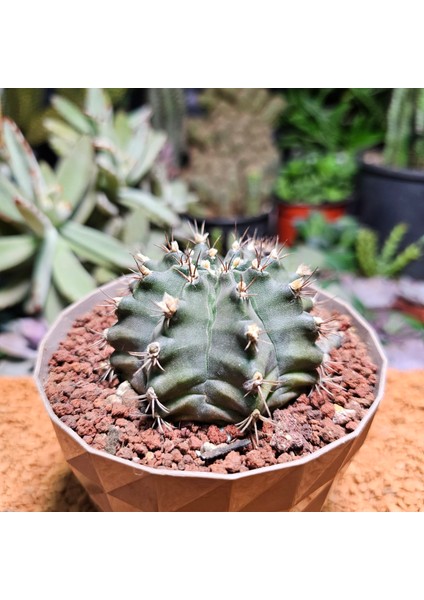 Gymnocalycium Stenopleurum 7,5 cm Boyutunda Özel Tür