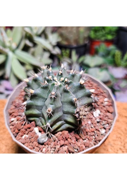Gymnocalycium Stenopleurum 7,5 cm Boyutunda Özel Tür