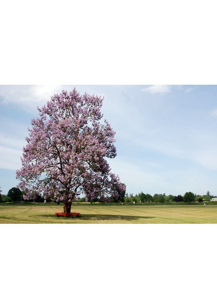Pavlonya Ağacı Fidanı 10 Adet - Paulownia Tementosa 30-50 cm