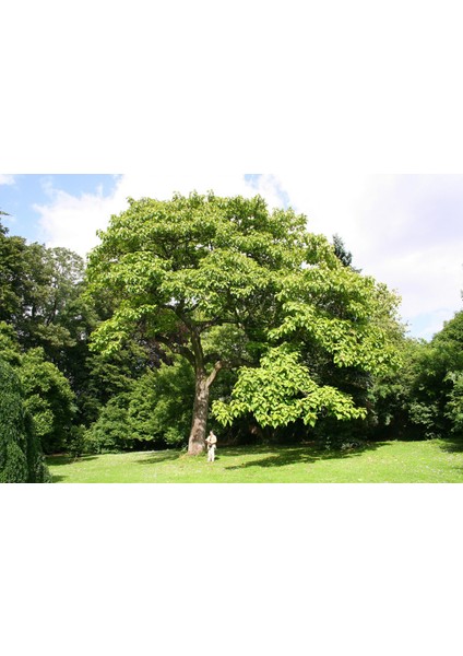 Pavlonya Ağacı Fidanı 10 Adet - Paulownia Tementosa 30-50 cm fırsatları