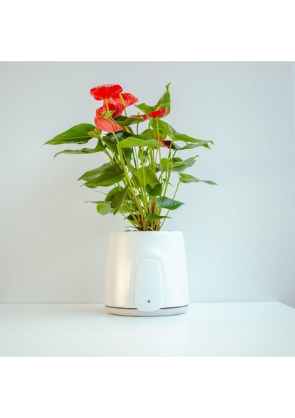 Vitesy Natede Saksı Tipi Hava Temizleyici Wifi Bağlantılı modelleri