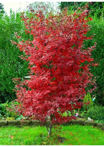 Tunç Botanik Kırmızı Japon Akçaağacı ( Acer Palmatum) Tohumu 10 Adet