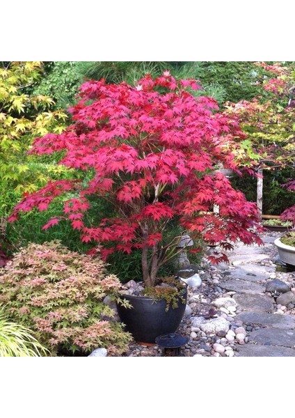 Tunç Botanik Kırmızı Japon Akçaağacı ( Acer Palmatum) Tohumu 10 Adet