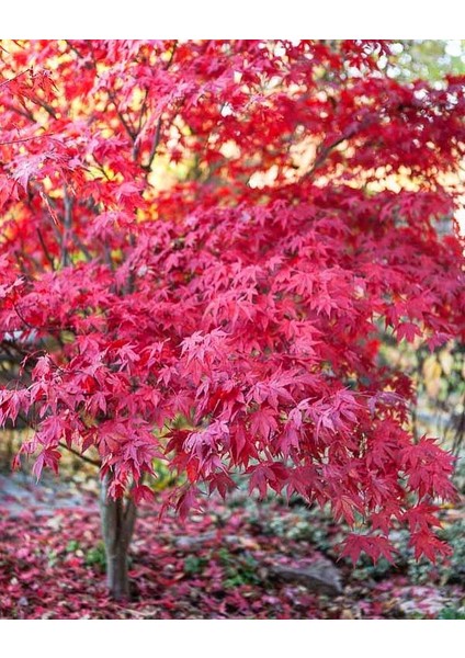 Tunç Botanik Kırmızı Japon Akçaağacı ( Acer Palmatum) Tohumu 10 Adet