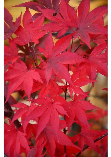 Tunç Botanik Kırmızı Japon Akçaağacı ( Acer Palmatum) Tohumu 10 Adet