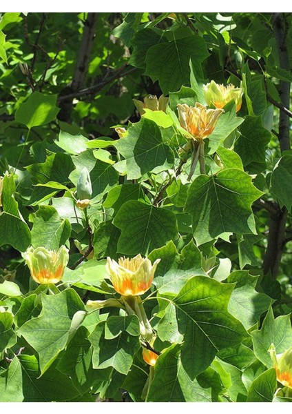 Lale Ağacı Fidanı 60 - 80 cm 1-2 Yaş Arası
