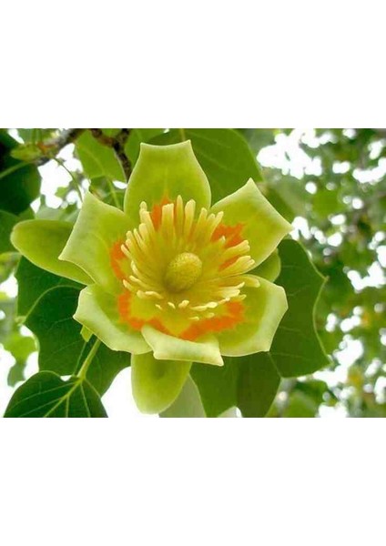 Bahçenize Renk Katacak 60-80 cm Lale Ağacı Fidanı