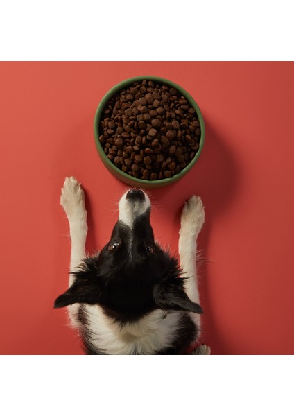 Doğal Besi Kuzu Etli Yetişkin Köpek Maması 7 kg