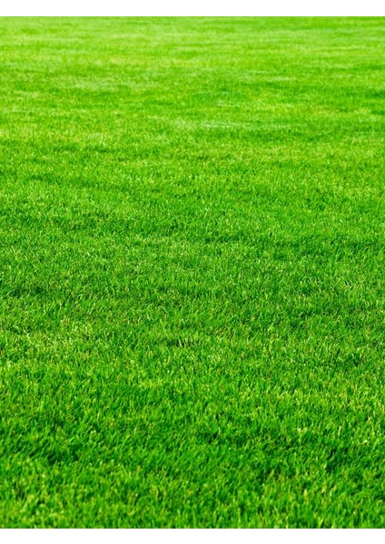 Lolium Perenne Ovatıon Ingiliz Çimi 4 kg