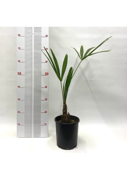 Palmiye Fidanı-Washingtonia Robusto Palmiye (50-60 Cm) fiyatları