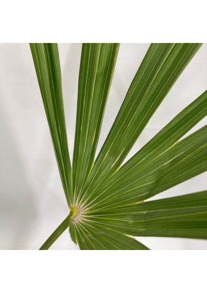 Palmiye Fidanı-Washingtonia Robusto Palmiye (50-60 Cm) modelleri