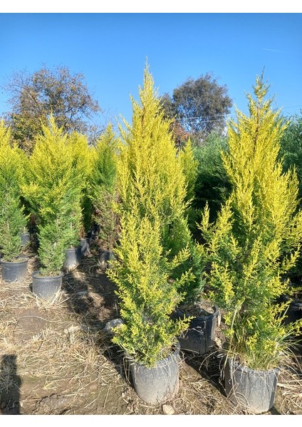 Büyük Limon Çamı (Limon Selvi), Büyük Saksıda, 150 Cm. Boyunda, Her Mevsim Dikime Uygun fiyatları