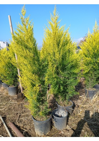 Büyük Limon Çamı (Limon Selvi), Büyük Saksıda, 150 Cm. Boyunda, Her Mevsim Dikime Uygun modelleri