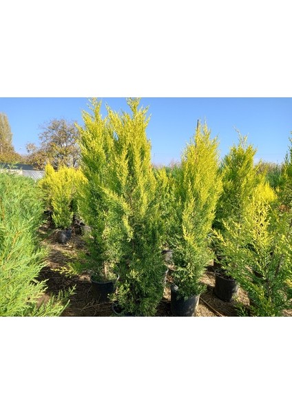 Büyük Limon Çamı (Limon Selvi), Büyük Saksıda, 150 Cm. Boyunda, Her Mevsim Dikime Uygun indirimleri