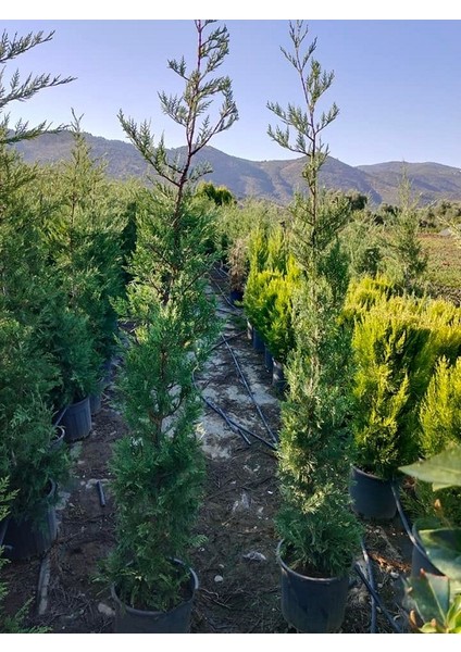 Büyük Boy Leylandi, Büyük Saksıda, 150 Cm. Boyunda,her Mevsim Dikime Uygun