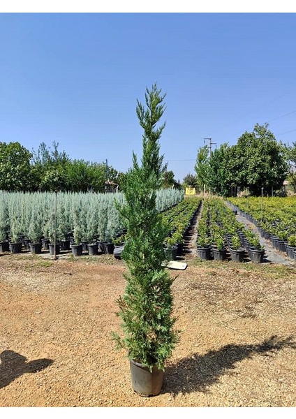 Büyük Boy Leylandi, Büyük Saksıda, 150 Cm. Boyunda,her Mevsim Dikime Uygun fiyatları