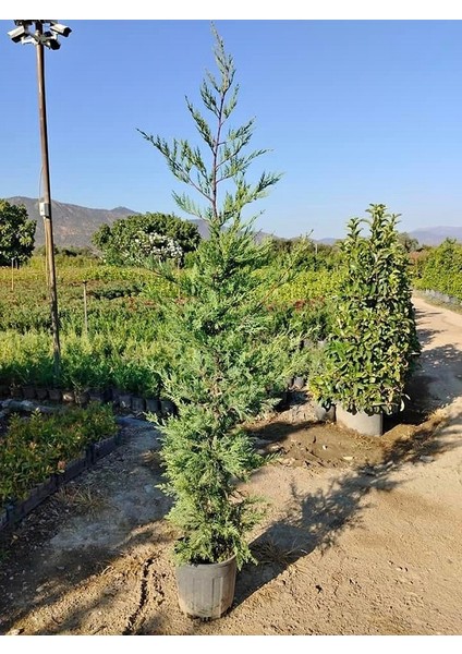 Büyük Boy Leylandi, Büyük Saksıda, 150 Cm. Boyunda,her Mevsim Dikime Uygun modelleri