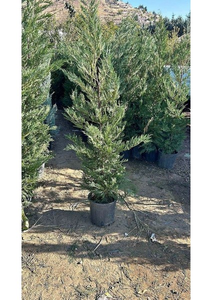 Büyük Boy Leylandi, Büyük Saksıda, 150 Cm. Boyunda,her Mevsim Dikime Uygun fırsatları