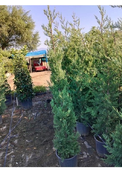 Büyük Boy Leylandi, Büyük Saksıda, 150 Cm. Boyunda,her Mevsim Dikime Uygun indirimleri