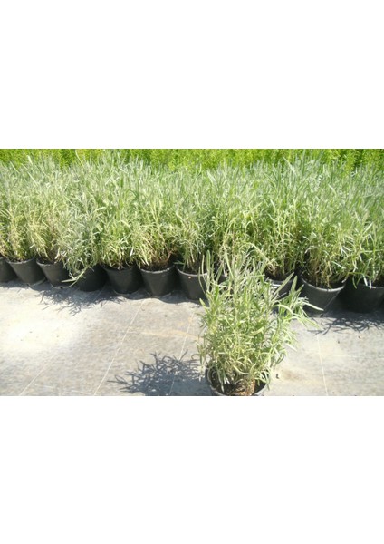 Lavanta Fidanı Saksıda 20 - 30 cm 3'lü