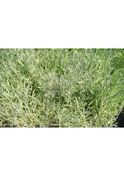 Lavanta Fidanı Saksıda 20 - 30 cm 3'lü