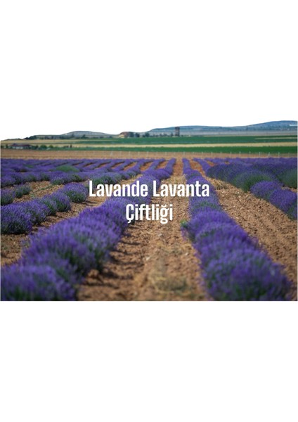 Lavanta Kuru Çiçeği 250 Gr. fiyatları