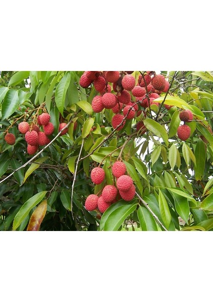 Liçi (Lychee, Litchi) Fidanı 1 YAŞ 20 CM (YERLİ ÜRETİM)