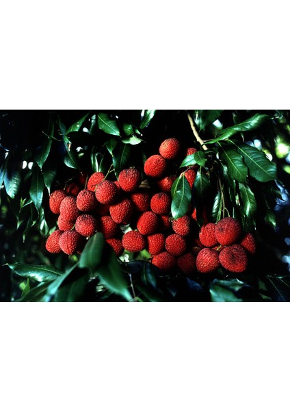 Liçi (Lychee, Litchi) Fidanı 1 YAŞ 20 CM (YERLİ ÜRETİM)